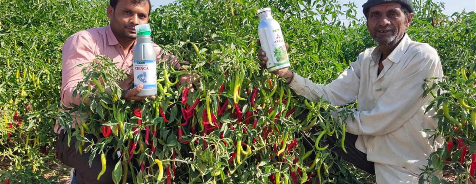 CIBACA AND AKELA USED IN CHILLI