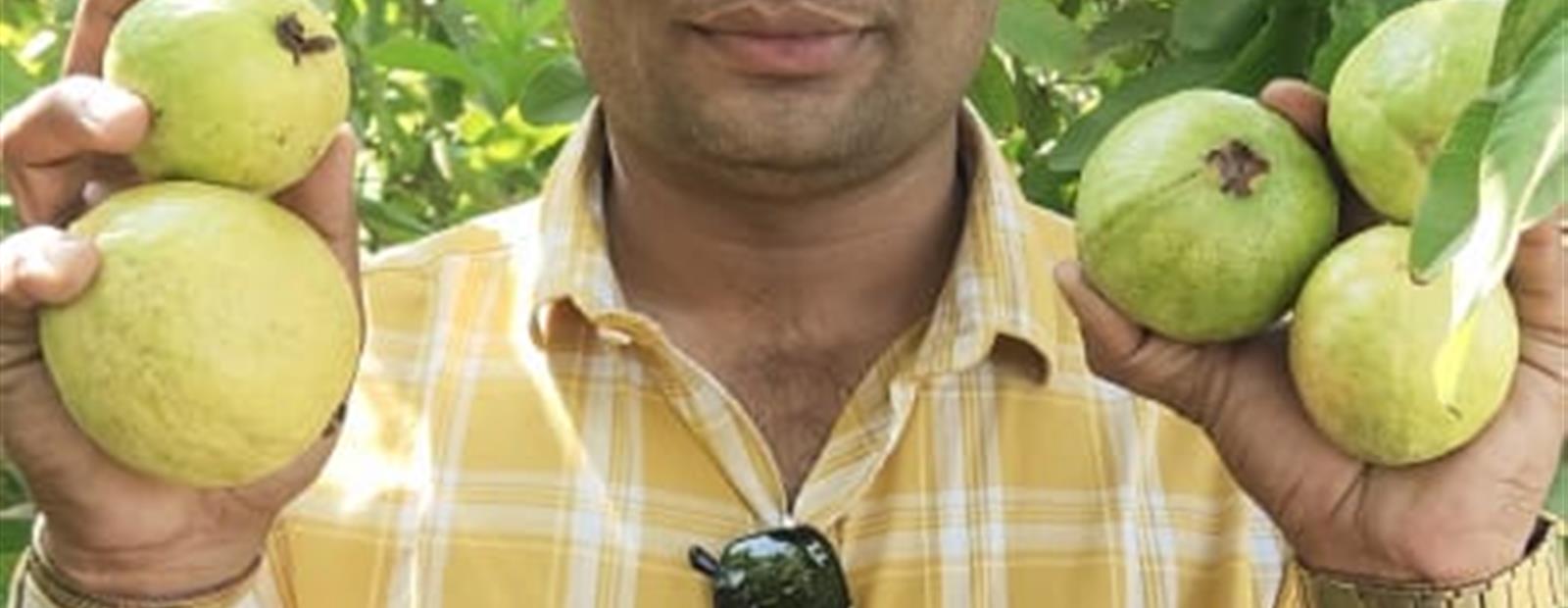 GUAVA PRODUCTION