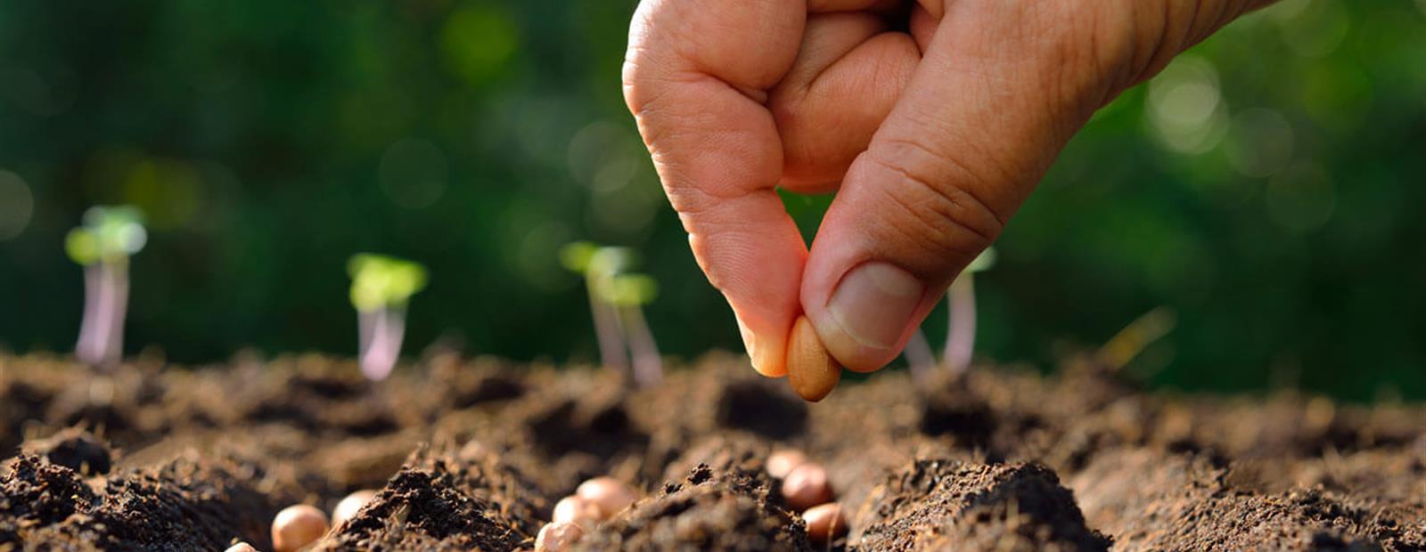 New ideas for Better Seeds