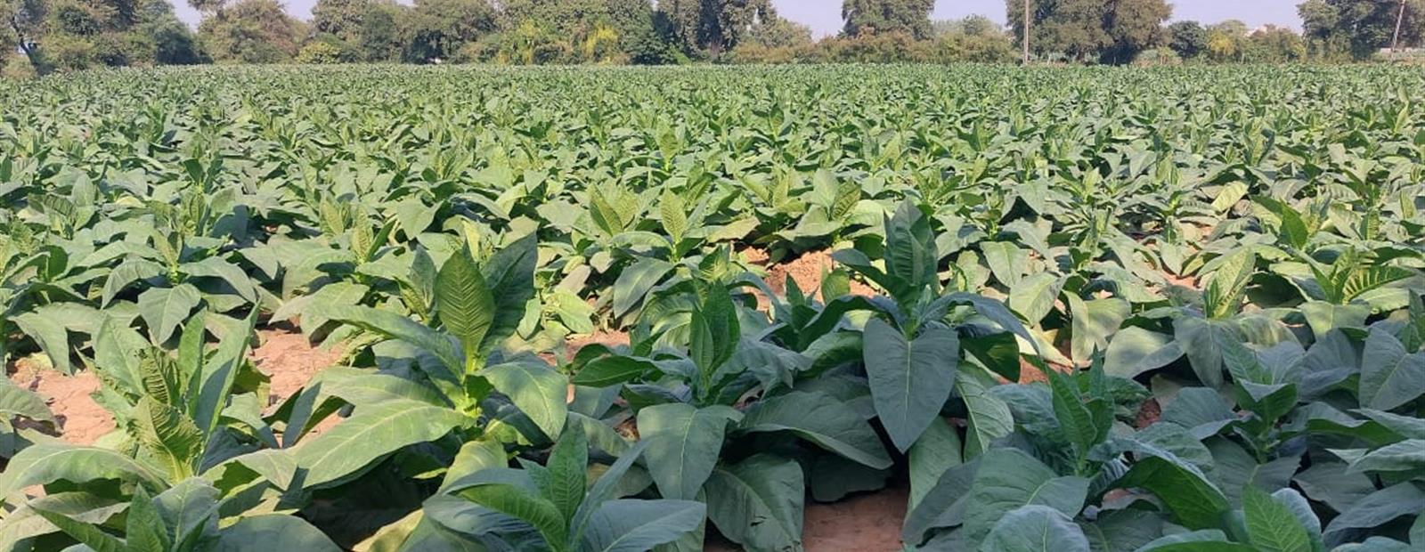 TOBACCO FIELD {CIBACA}