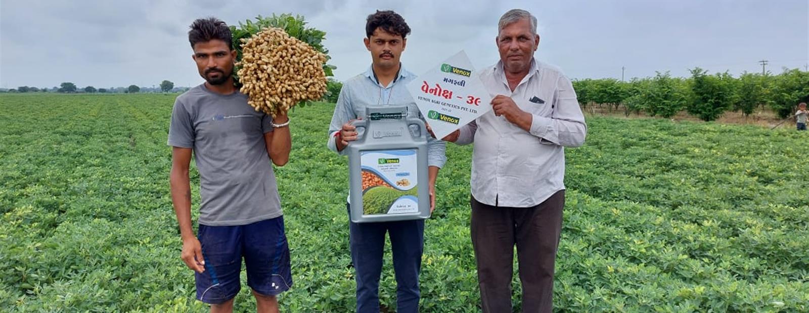 Venox 39 groundnut 2022