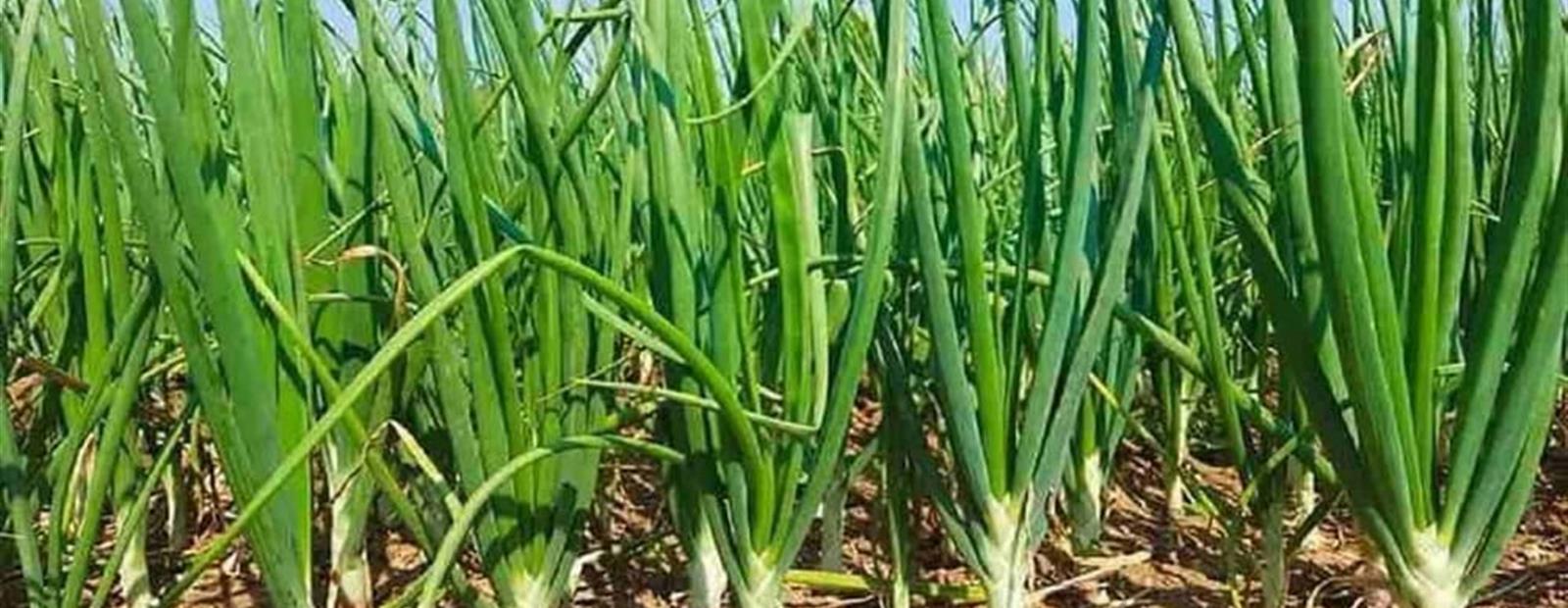 Venox King Onion Plot