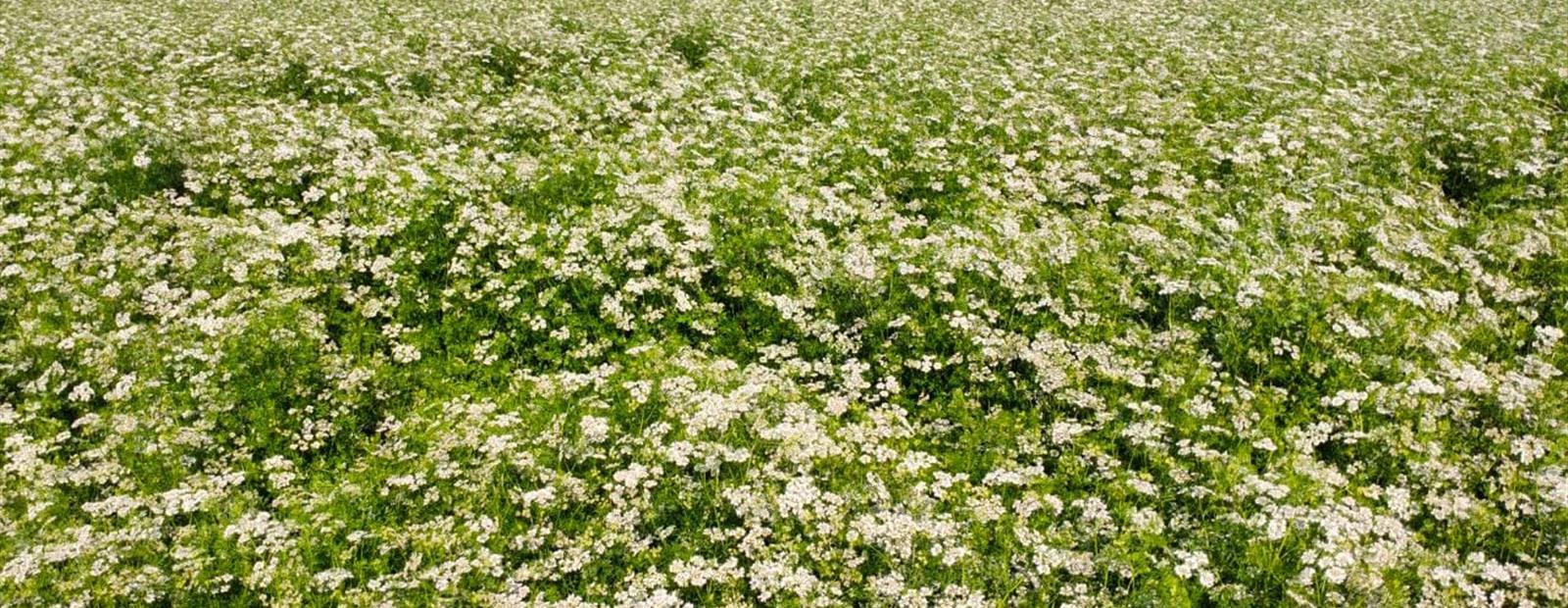 venox veera coriander plot